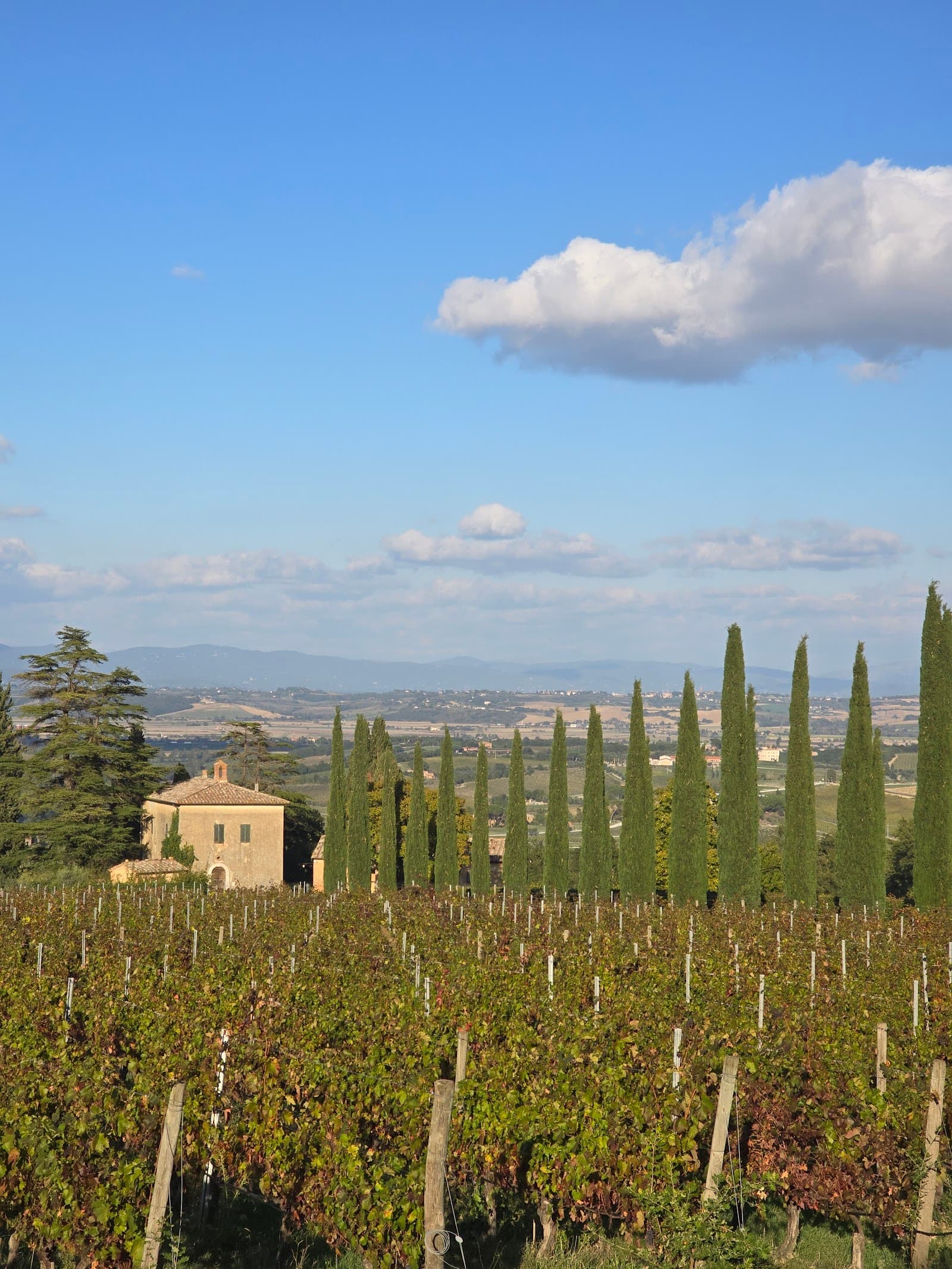 Vineyard countryside around Montepulciano gives you the view-and-space version of the trip: parking, pools, terraces, and easy drives into town.