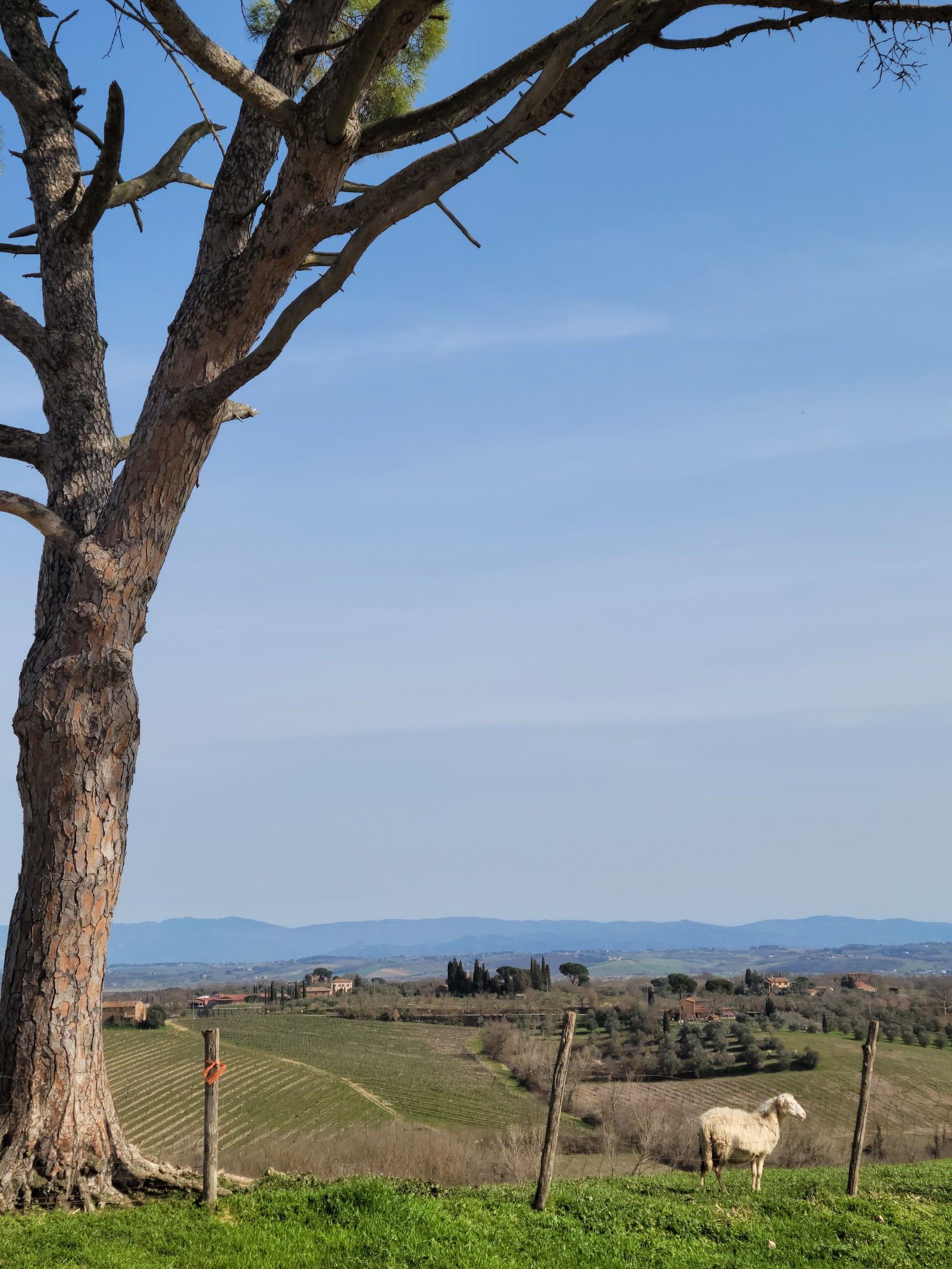 A sheep grazing near Montepulciano. For pecorino, taste fresh and aged styles side by side rather than choosing by the rind alone. A sheep grazing near Montepulciano. For pecorino, taste fresh and aged styles side by side rather than choosing by the rind alone.